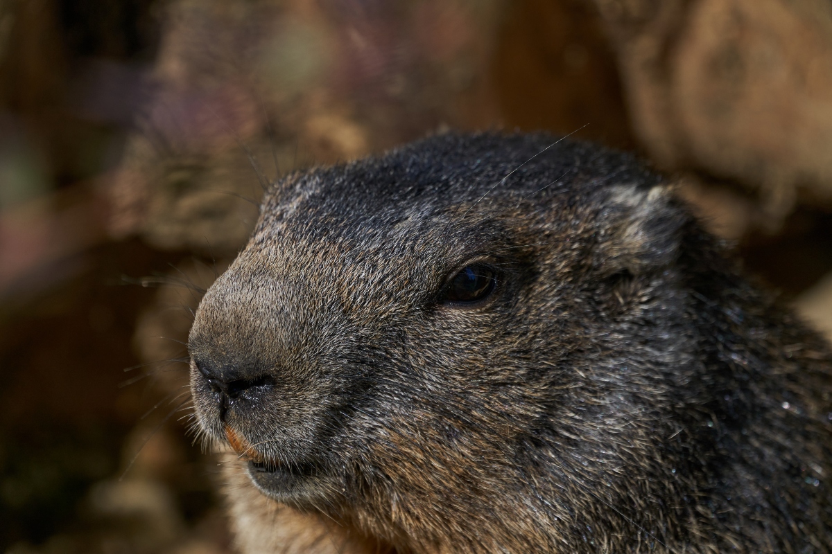 Phil, Invierno se prolonga, Tradición histórica MundoNOW, Groundhog Punxsutawney Phil Makes New Winter Prediction
